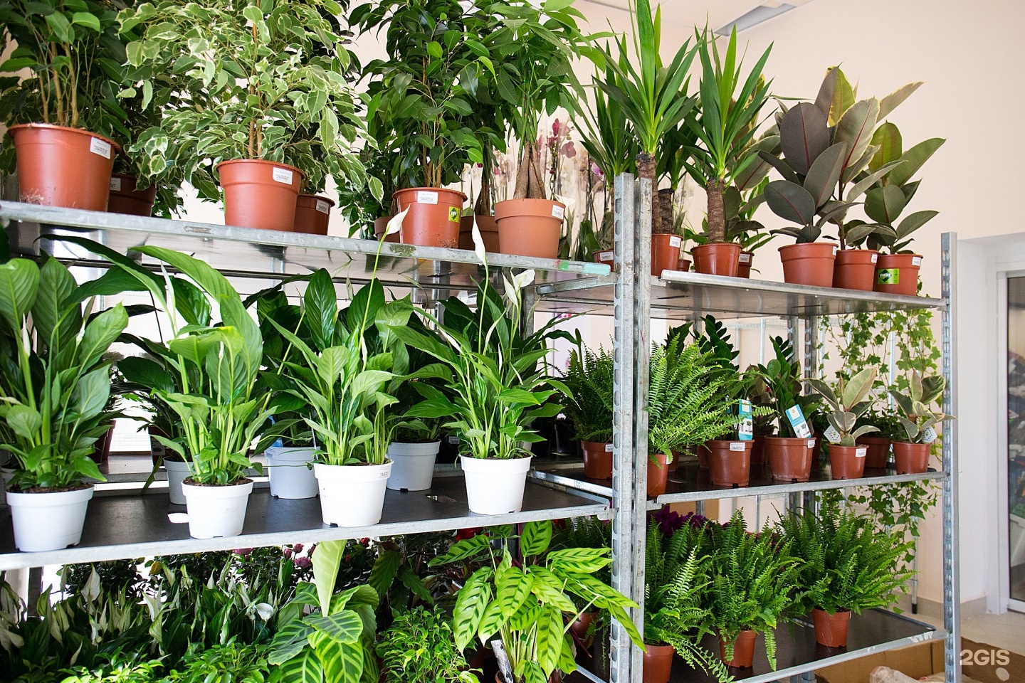 Где Можно Купить Недорогие Комнатные Растения