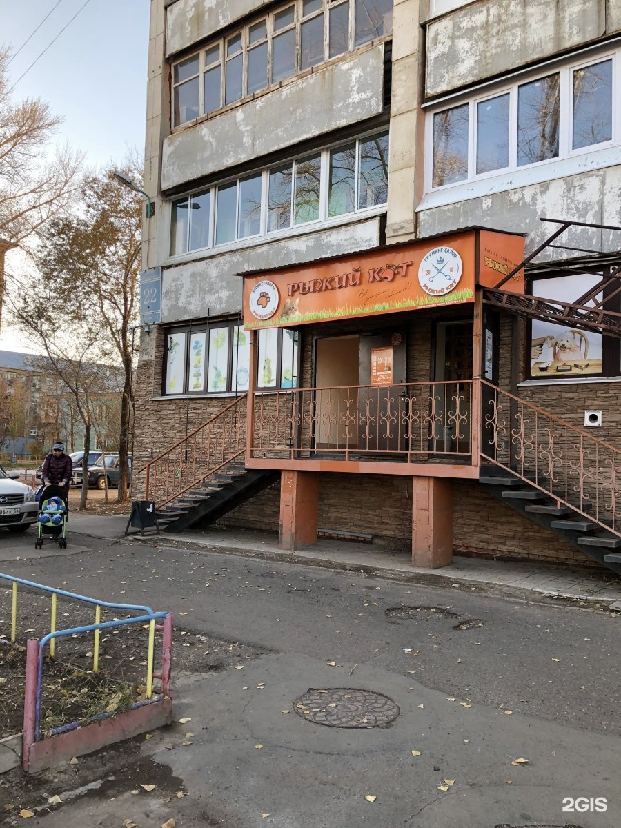 Рыжий кот оренбург
