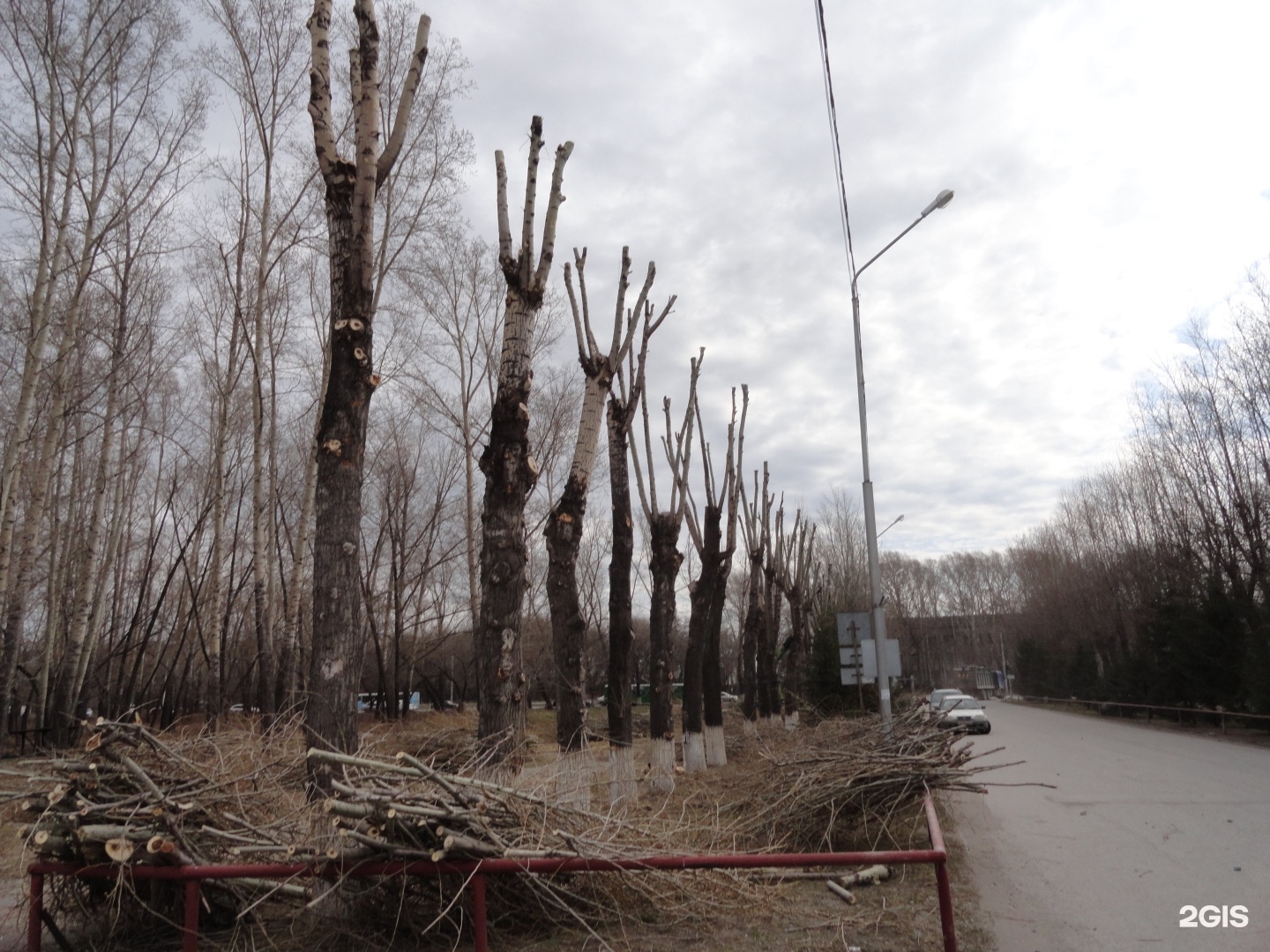 Деревья в новосибирске