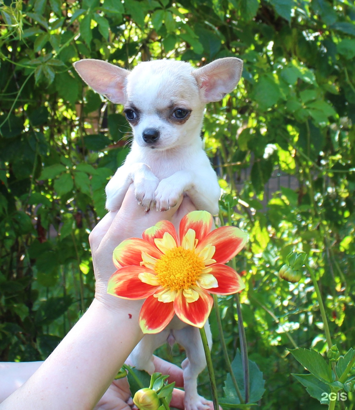 волосатый чихуа. заводчики чихуахуа. чихуахуа рикко вигал. чихуахуа трехцветные. чихуахуа на улице.