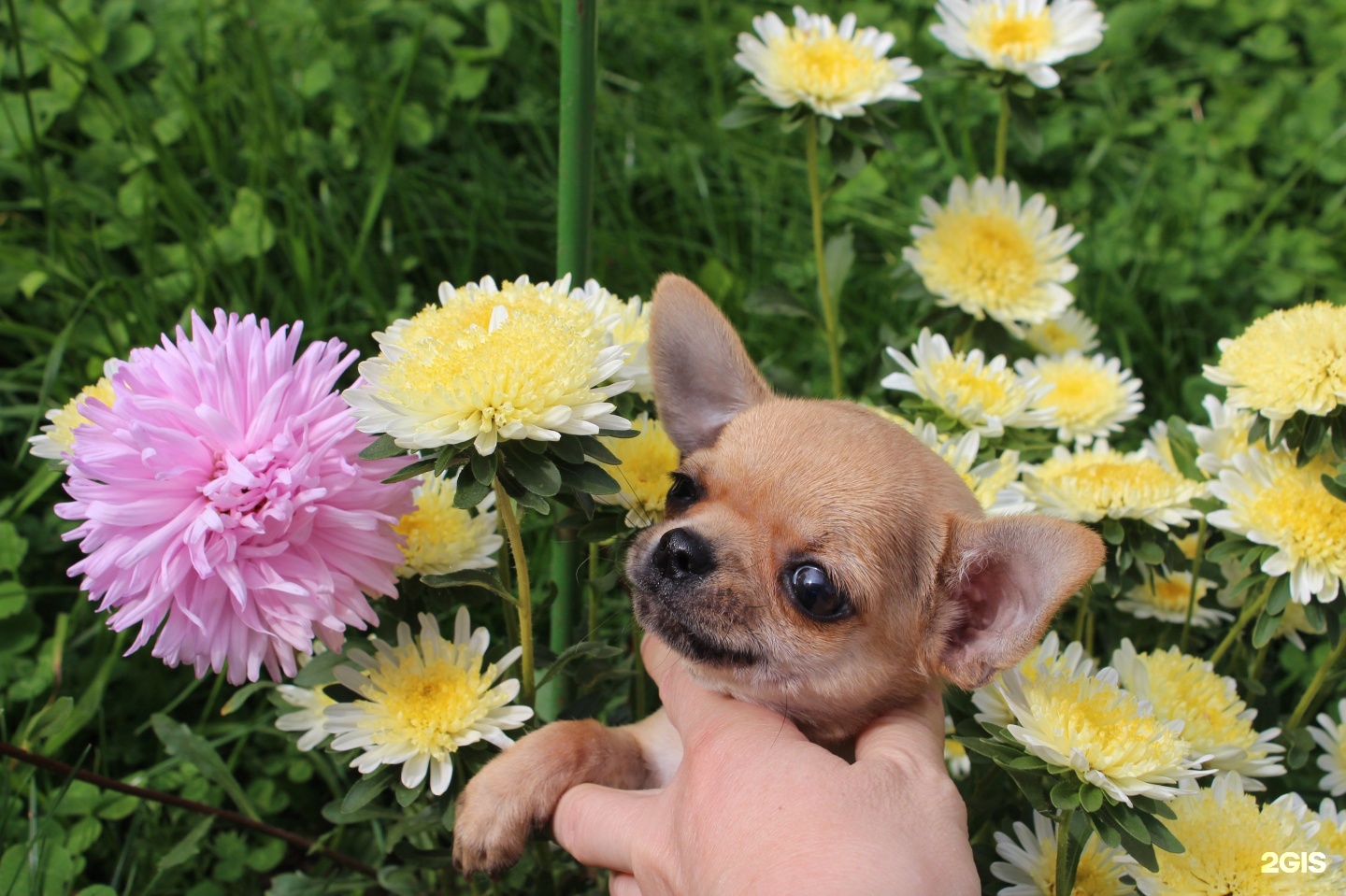 ленинская. чихуахуа. улица чихуахуа. чихуахуа гш. улица чихуахуа.
