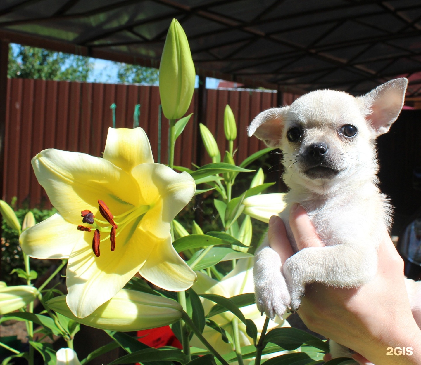 улица чихуахуа