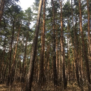 Фото от владельца Сказка, комплекс загородного отдыха