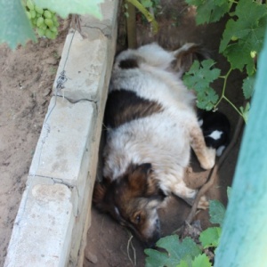 Фото от владельца Покровитель, Волгоградский городской общественный благотворительный фонд защиты животных