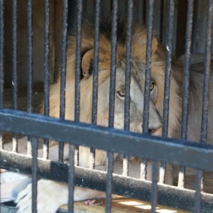 Фото от владельца Самарский Зоологический Парк, зоопарк