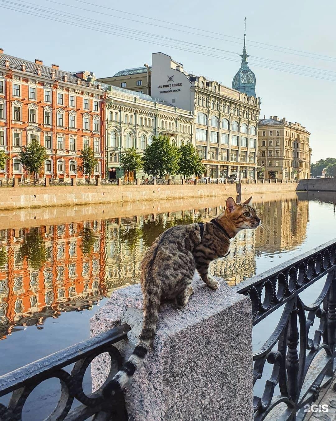 Коты санкт петербурга картинки