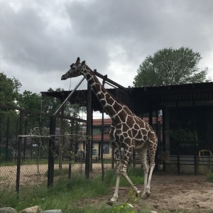 Фото от владельца Ленинградский Зоопарк