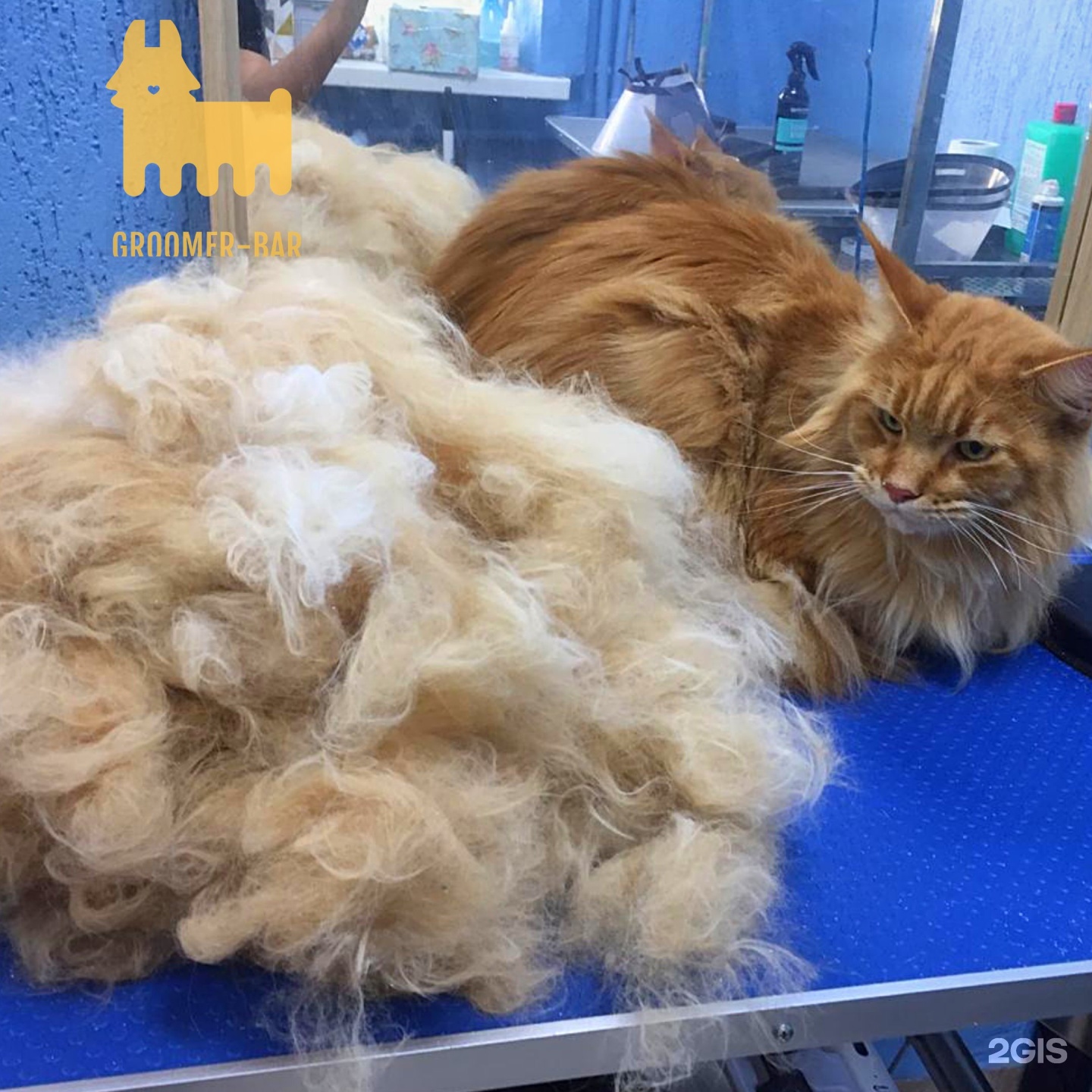 стриженный цверг. зоосалон ростов. грумер ростов на дону. грумеры ростов. грумминг ростов-на-дону северный.