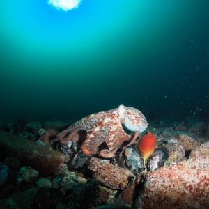 Фото от владельца Dive27.ru, дайвинг-клуб