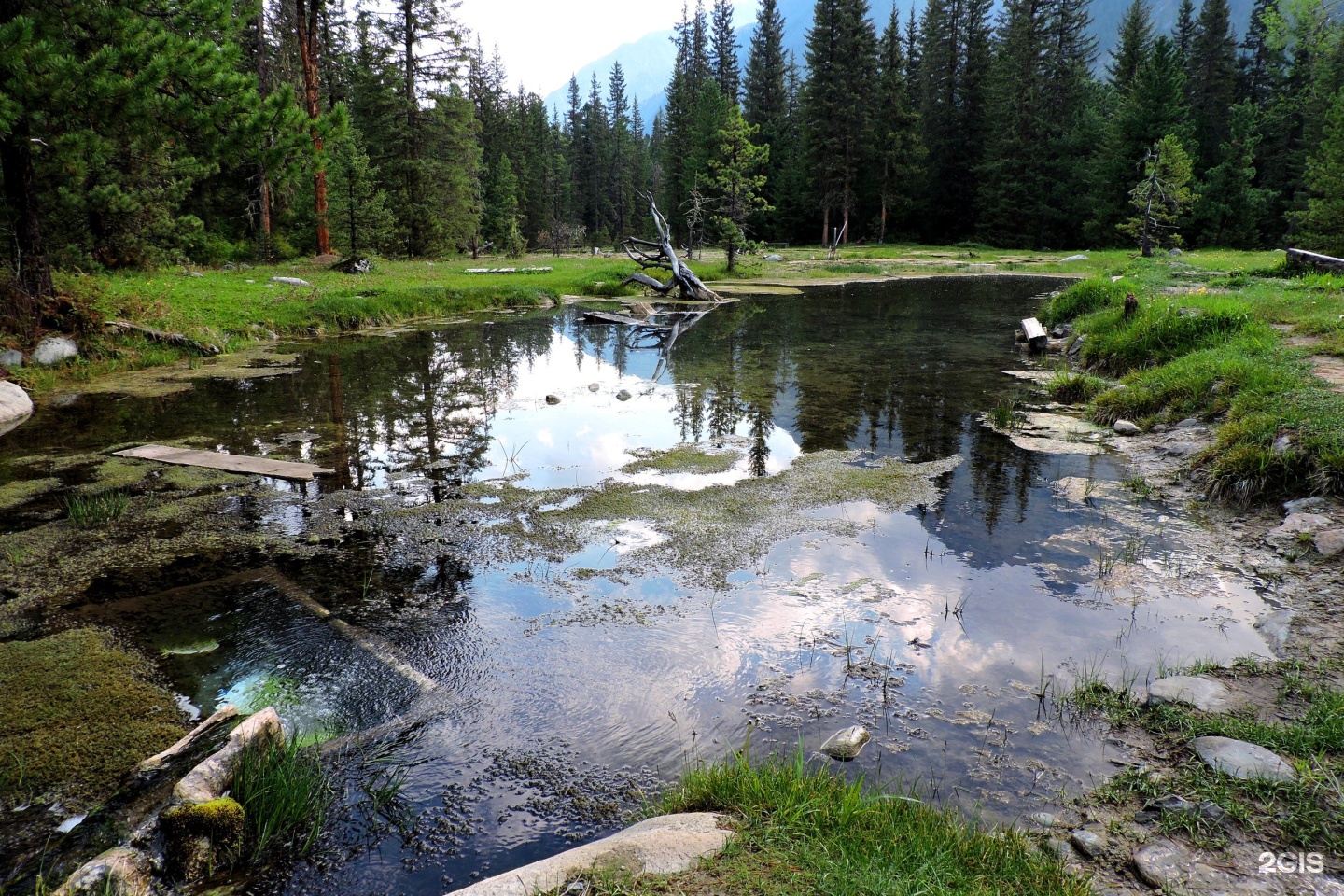 Шумак фото в хорошем качестве