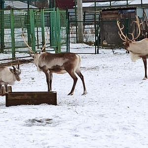 Фото от владельца Ярославский зоопарк