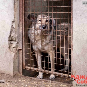 Фото от владельца Приют для бездомных собак