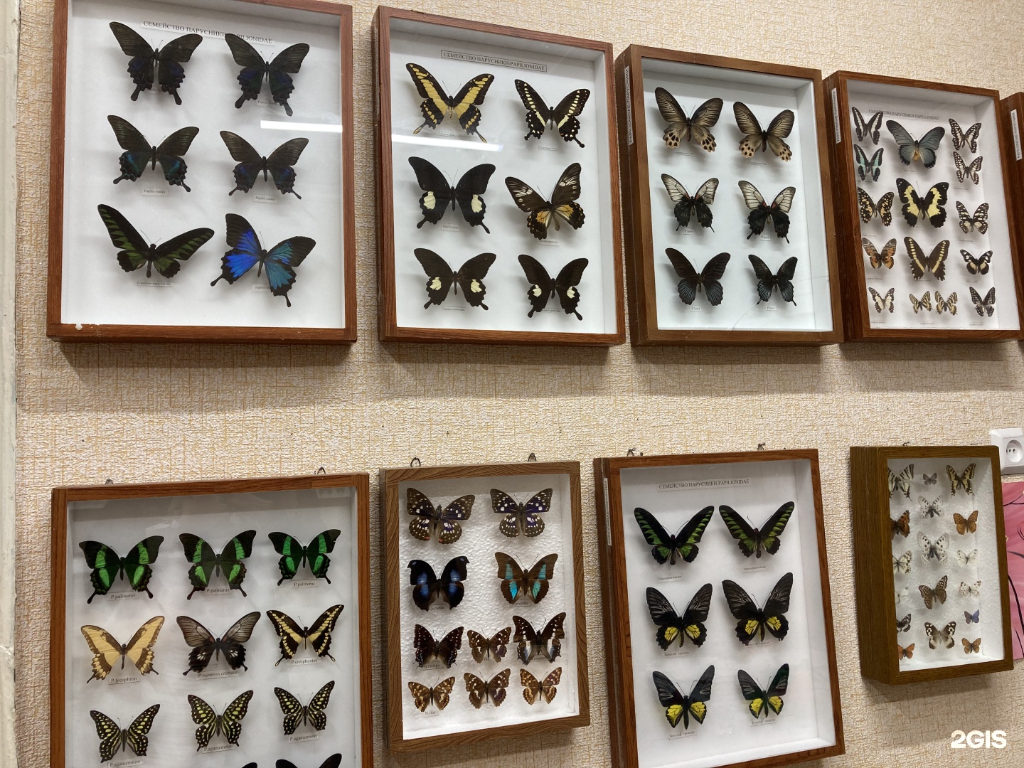Музей бабочек Армавир