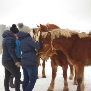 Фото от владельца Royal Horse, конный клуб