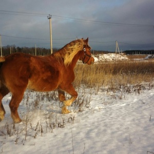 Фото от владельца Royal Horse, конный клуб