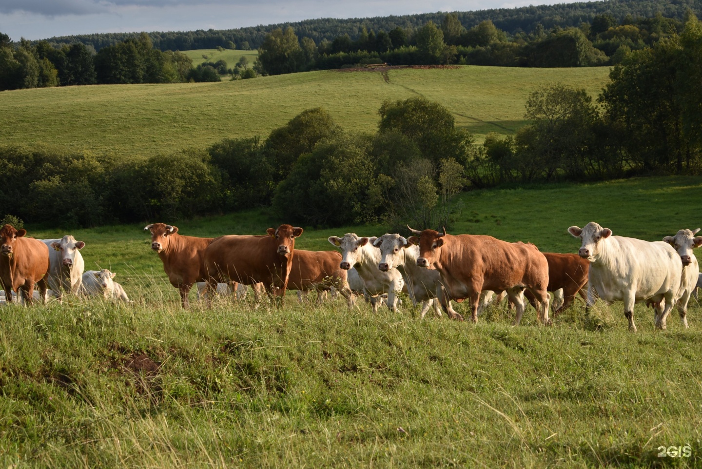 сельское хозяйство калининградской области. семена коровы. калининградское животноводство. животноводство в калининградской области. калининградское животноводство.