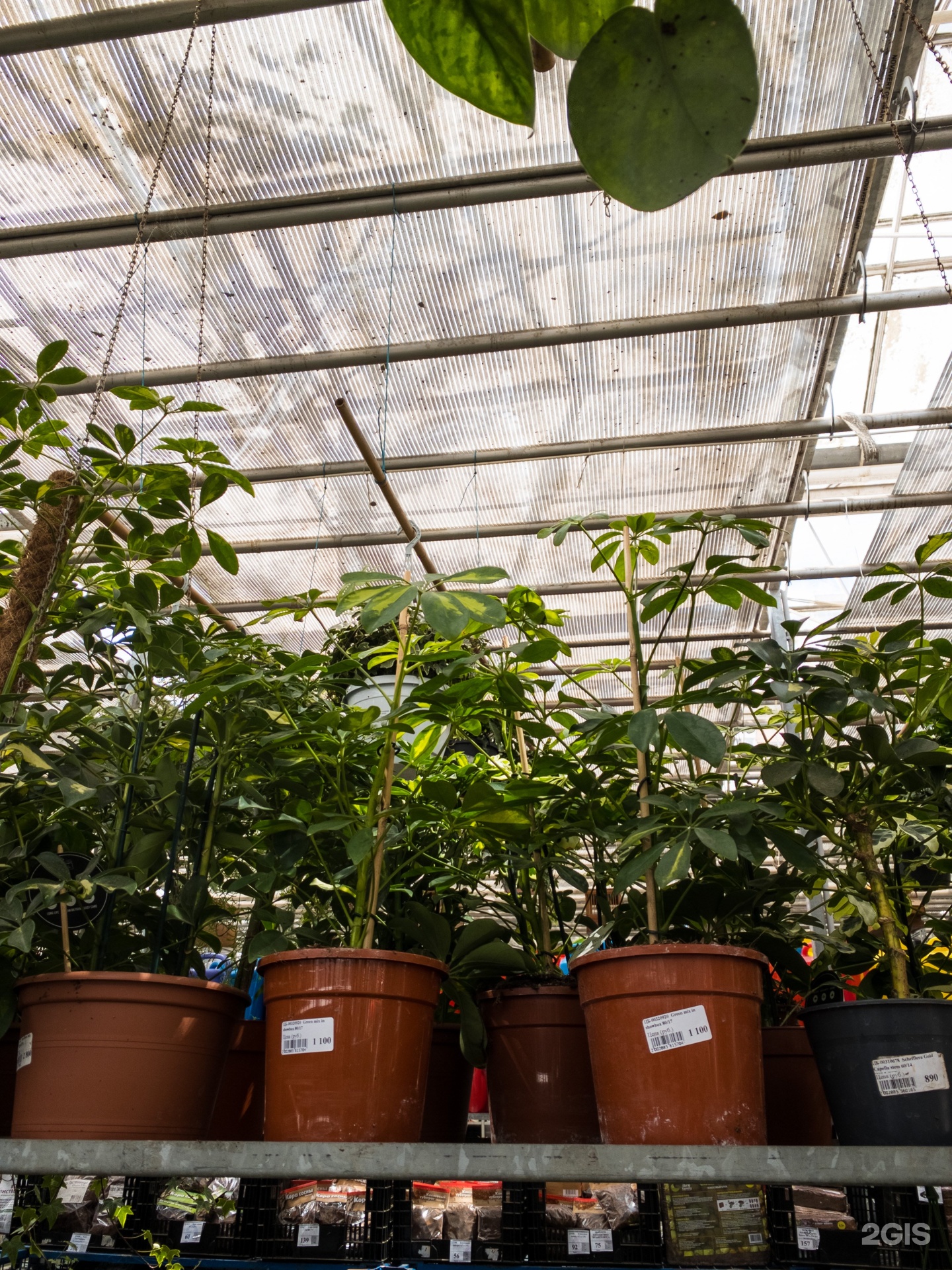 Атарбекова 3 краснодар садовый центр. Оранжерея краснодар атарбекова. Садовый центр на атарбекова краснодар. Садовый центр на атарбекова. Садовый центр на атарбекова.