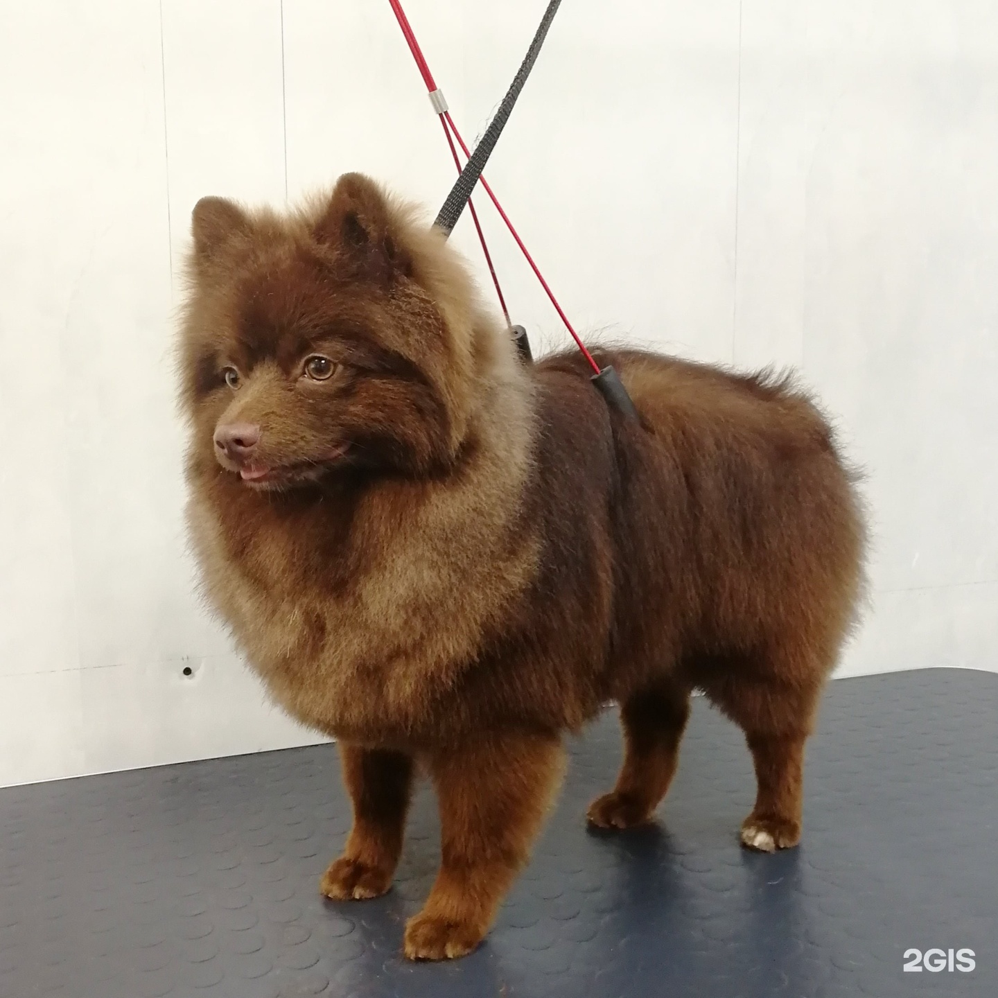 Груминг в туле. В грумерской. Груминг в туле. Центр для собак. Стрижка кошек в туле.