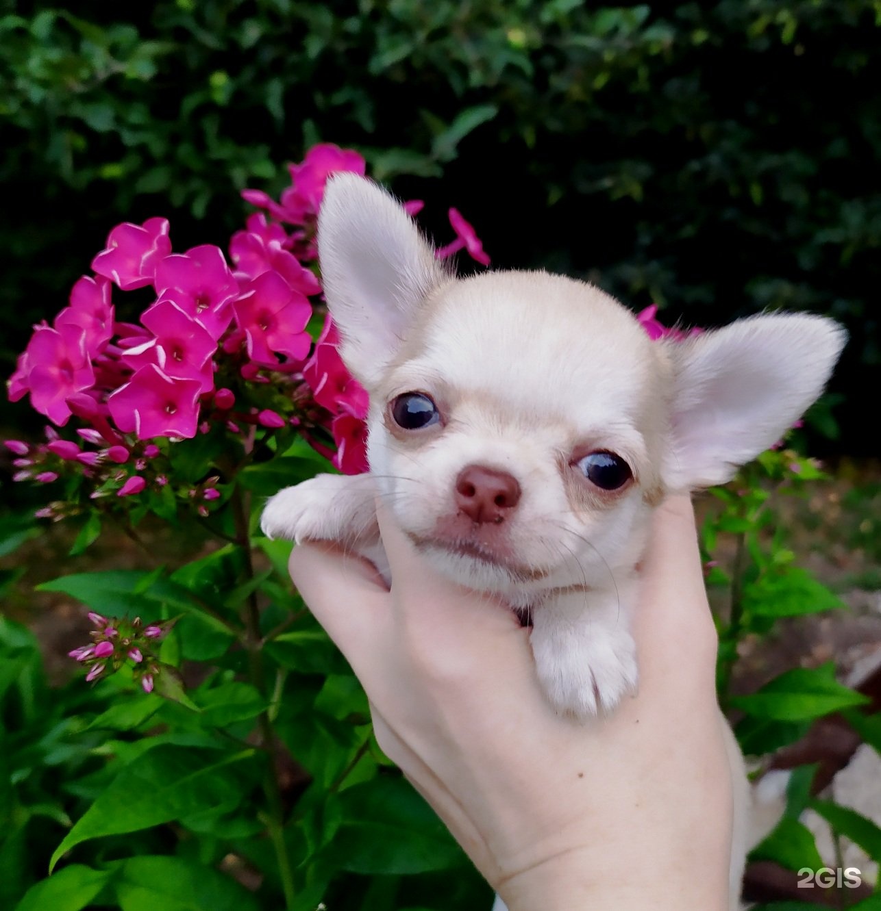 чихуахуа питомник в ташкенте. питомник чихуахуа на ул. чихуахуа рикко вигал. радужная чихуахуа. чихуахуа рикко вигал леонардо.