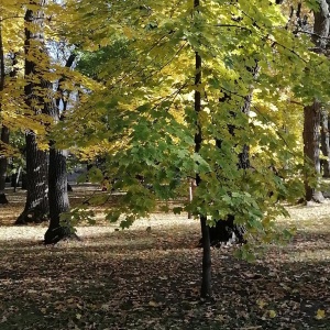 Фото от владельца Городской парк