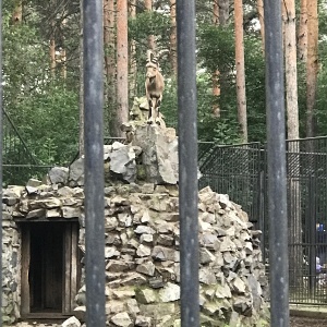 Фото от владельца Новосибирский зоопарк им. Р.А.Шило