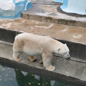 Фото от владельца Новосибирский зоопарк им. Р.А.Шило