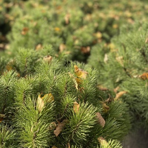 Фото от владельца Братья Green, группа компаний