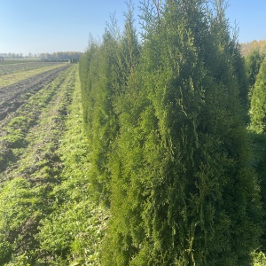 Фото от владельца Братья Green, группа компаний