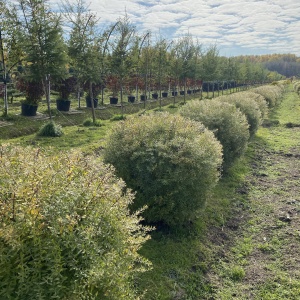 Фото от владельца Братья Green, группа компаний