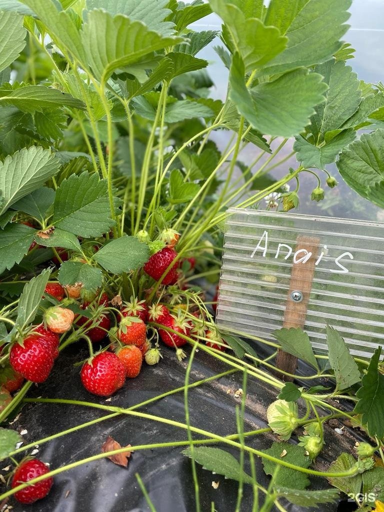 Strawberry_44 костромской. Красивая клубника. Strawberry 44. Лежнево костромская область клубничная ферма. Ксд клубника что это.