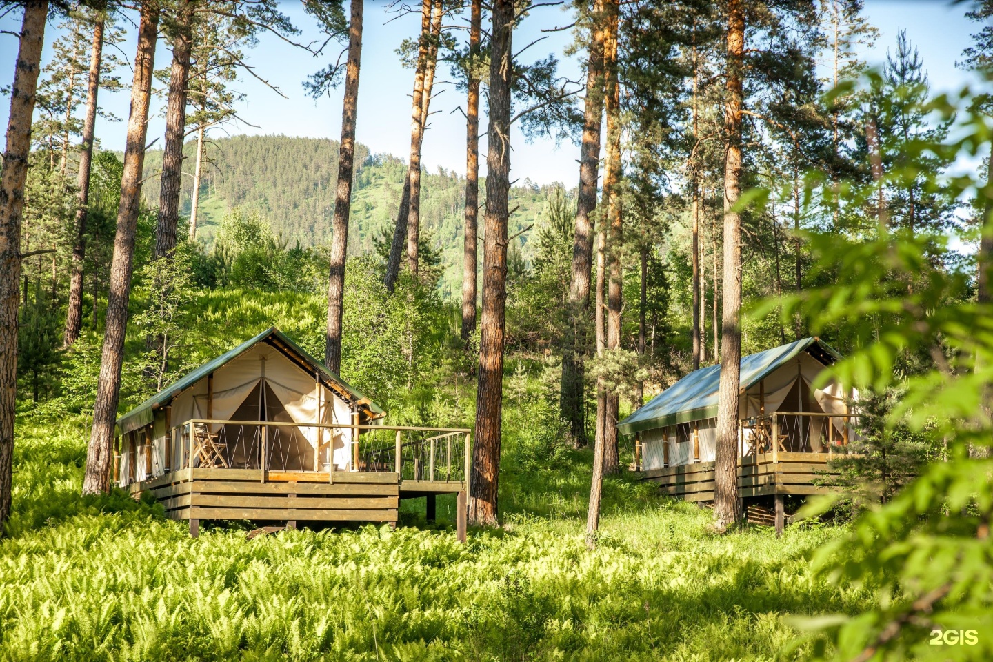 Чепош алтай фото