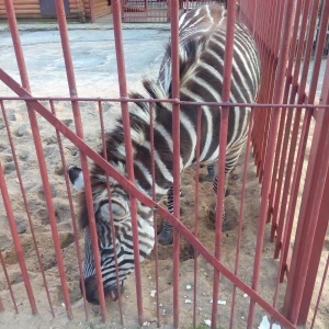 Фото от владельца Липецкий зоопарк