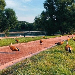 Фото от владельца Царицыно, парк культуры и отдыха