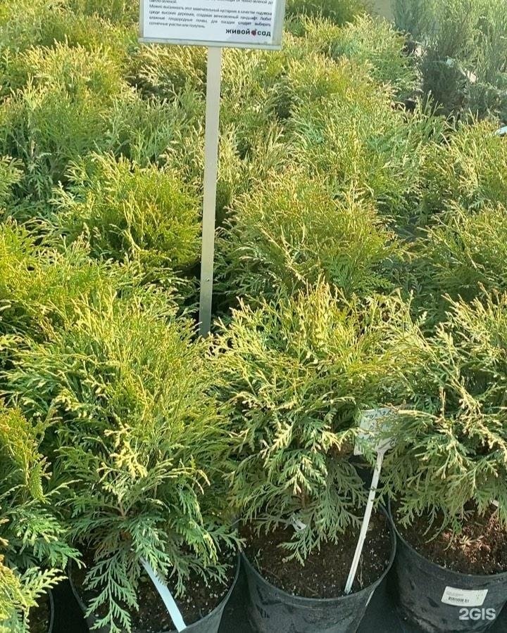 Живой сад омск. Можжевельник китайский (Juniperus chinensis "Izabelin")*. Можжевельник чешуйчатый Gold Tip. Туя Западная Глобоза 100 100 см. Можжевельник Голд Тип.