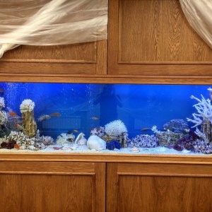 Фото от владельца Немо, студия аквариумного дизайна