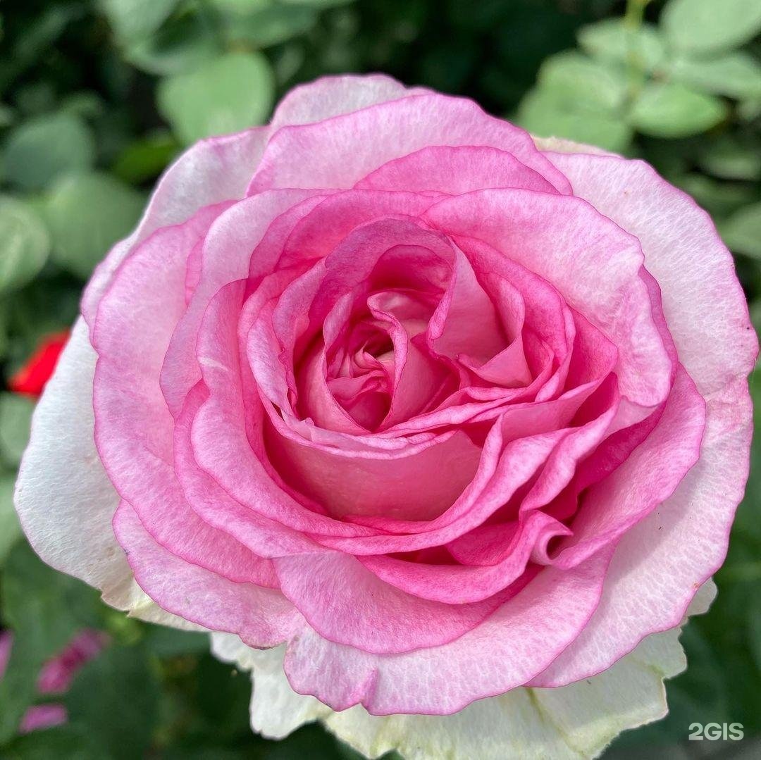 Bella Vita роза