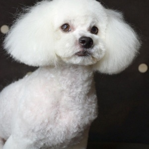 Фото от владельца Pretty Dogs, парикмахерская для домашних животных