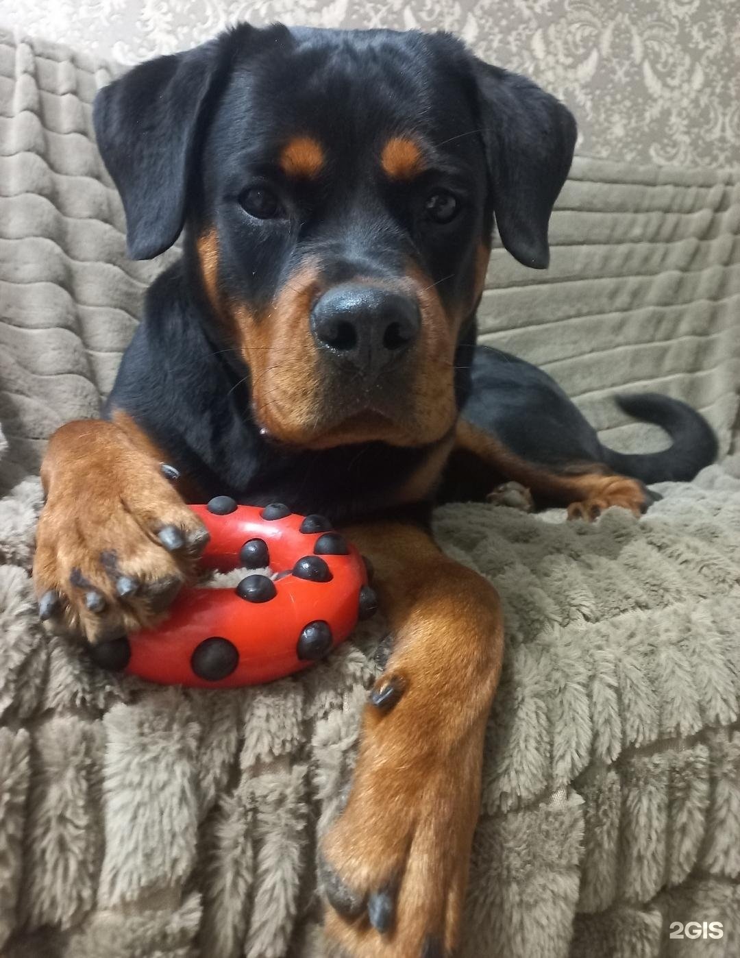 Зоомагазин верхняя пышма машиностроителей 7. Зоомаг пятигорск. Аптека кривоусова 18д верхняя пышма телефон. Зоомагазин верхняя пышма. Зоомагазин верхняя пышма.