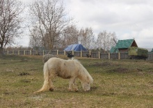 с. Кощаково: Глэмпинг Yurt resort