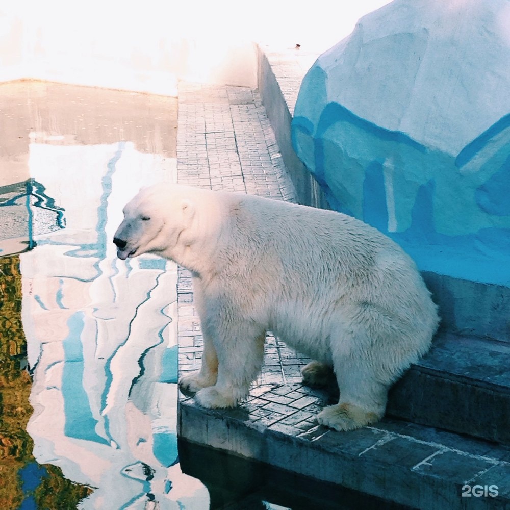 Есть ли в новосибирском зоопарке