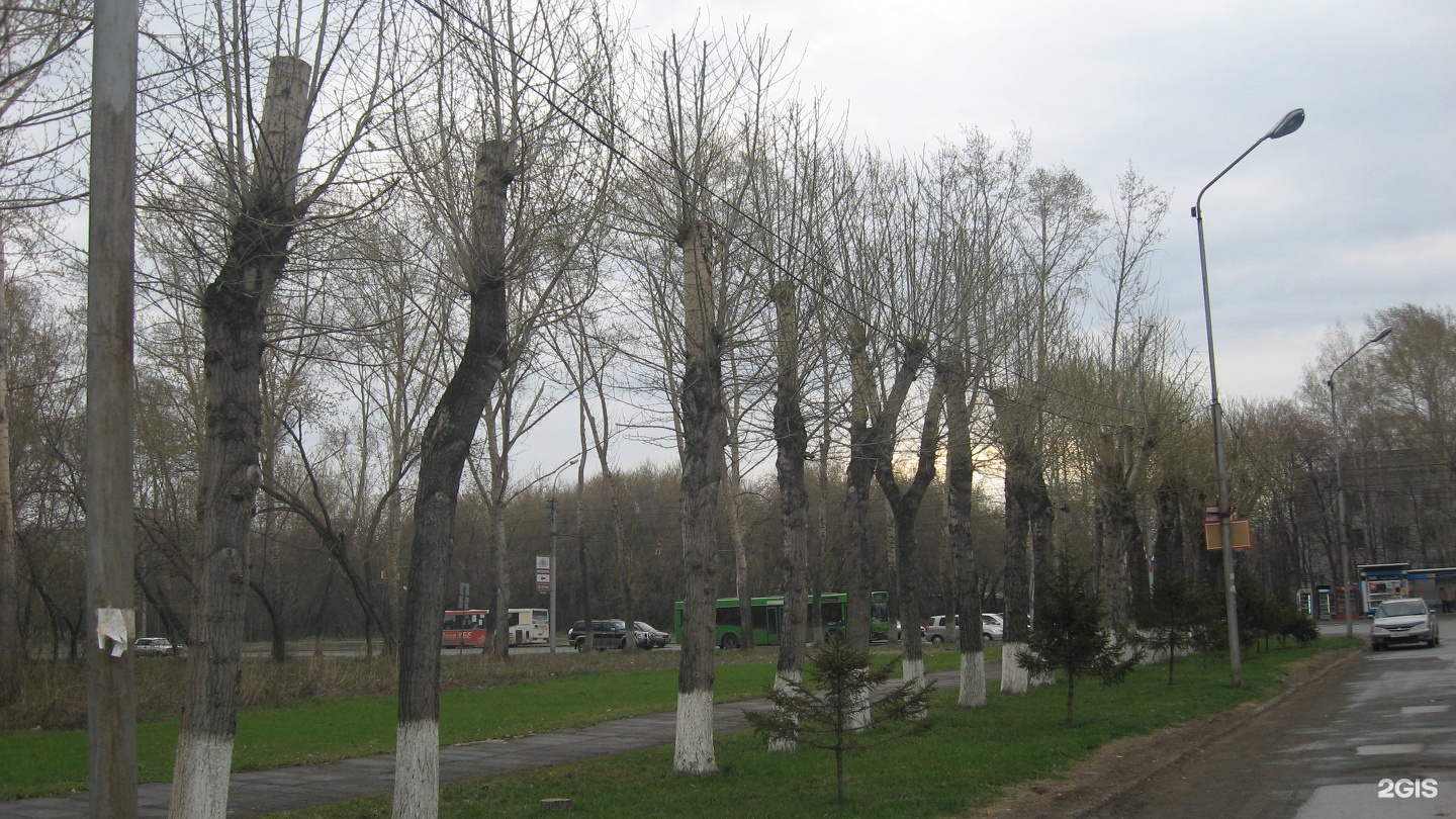 Деревья в новосибирске. Самые частые деревья в Новосибирске.