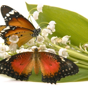 Фото от владельца Ванесса, ООО, компания тропических бабочек и цветов