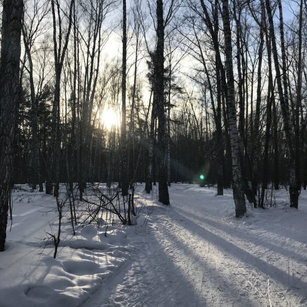 Караканский бор новосибирск фото