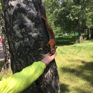 Фото от владельца Берёзовая роща, парк культуры и отдыха