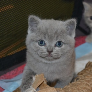 Фото от владельца Мirasinel, питомник британских кошек