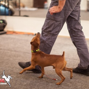 Фото от владельца TopDog, центр прогрессивной дрессировки и груминг салонов