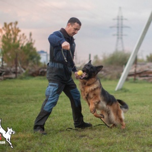 Фото от владельца TopDog, центр прогрессивной дрессировки и груминг салонов