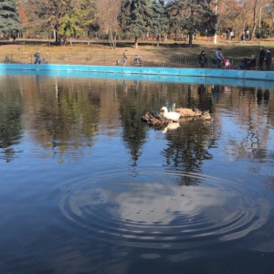 Фото от владельца Победа, дендропарк