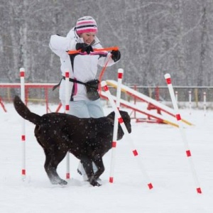 Фото от владельца Анкур, спортивно-кинологический центр