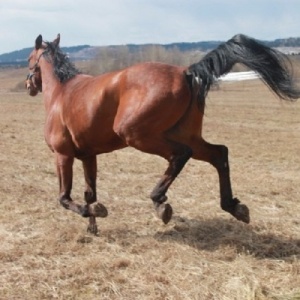 Фото от владельца Сивка-Бурка, частная конюшня